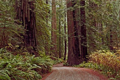 Jedediah Redwoods.jpg