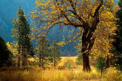 Golden Oak in Yosemite Valley.jpg