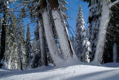 Snowdrift on Tree Trunks.jpg