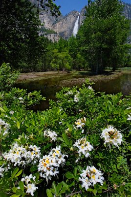 Yosemite Springflowers.jpg