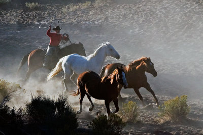 Horse Roundup_1465.jpg