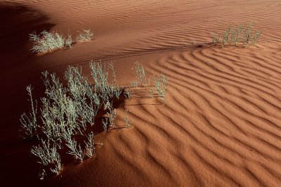 Coral Pink Dunes.jpg