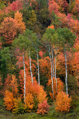 Autumn Glow on Hillside.jpg