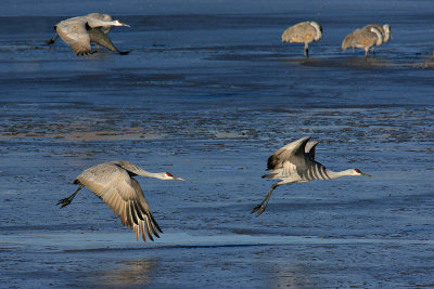 Sand Hill Cranes Over Icy Water.jpg