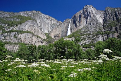 Spring Flowers at Yosemite Falls.jpg