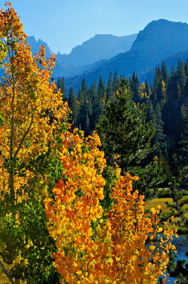 Autumn Aspens at Bishop Creek.jpg