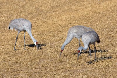 Sandhill Cranes Feeding in the Field.jpg