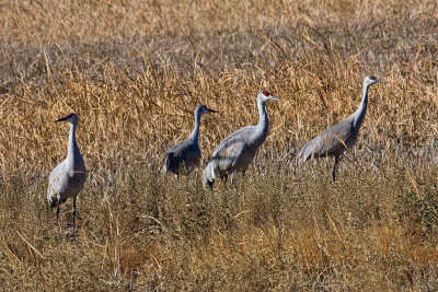 Sand Hill Cranes in the Field.jpg