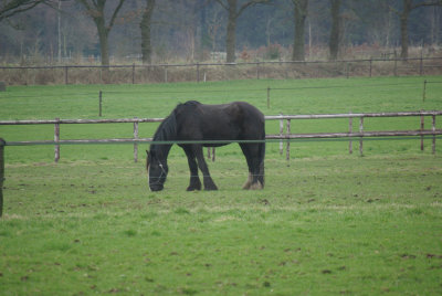 paard omgeving De Baars.jpg