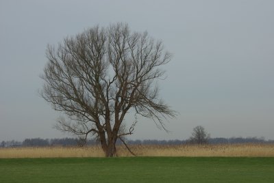 boom omgeving Vollenhove