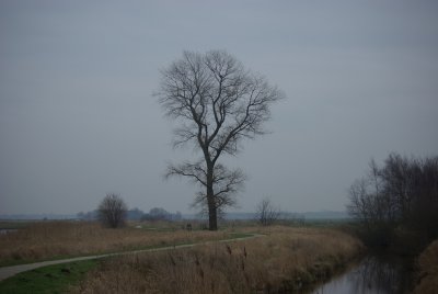 boom langs De Linde