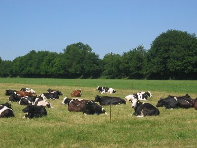 Steenwijkerwold koeien.jpg