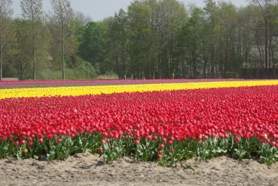 tulpen