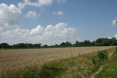 graan op het land.jpg