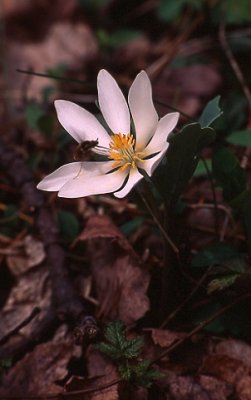 Bloodroot & Syrphid Fly
