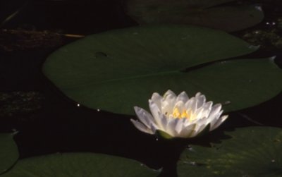 American White Waterlily