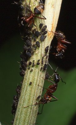 Ants Tending Aphids on Burdock
