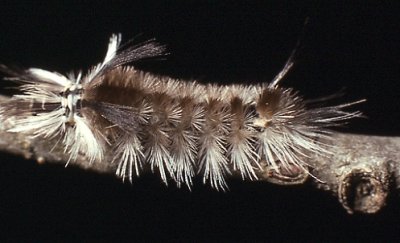 Caterpillar on Elm