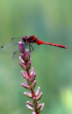Dragonfly Red on Blazing Star