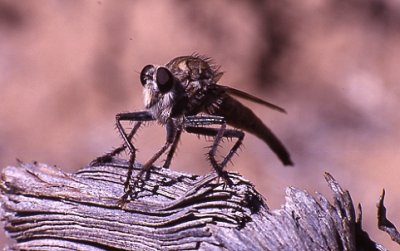 Robberfly at Mt Huerfeno, NM