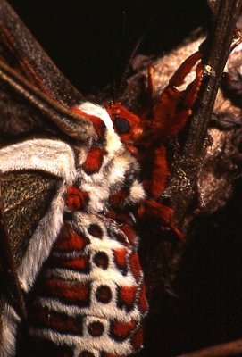 Moth Prometheus 1