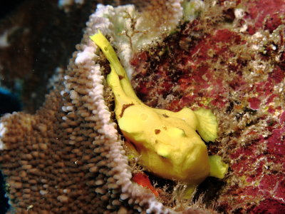Commerson's FrogFish - Eel Cove