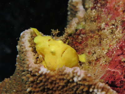 Commerson's FrogFish - Eel Cove