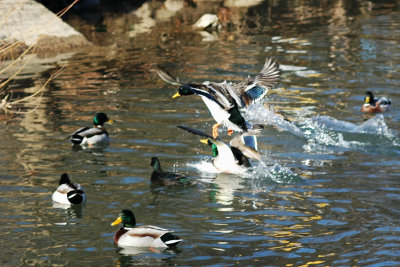 DSC_6713.jpg