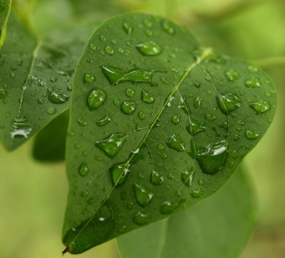 leaf w-drops