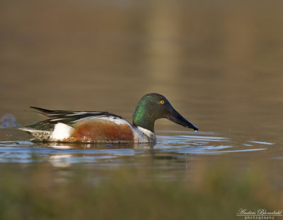 Skedand ♂