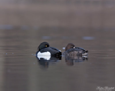 Vigg ♂♀