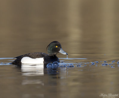 Vigg ♂