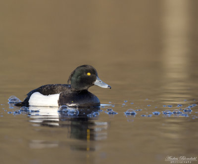Vigg / Tufted Duck