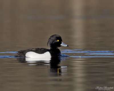 Vigg ♂