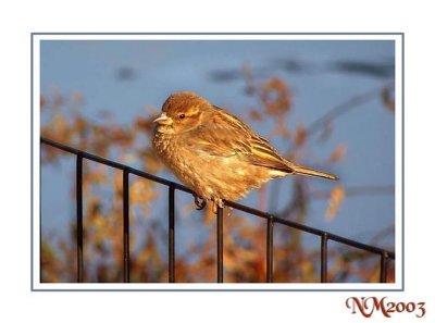 Bird in centralpark.jpg