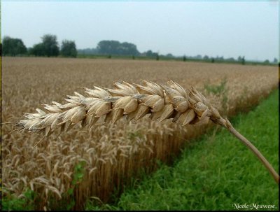 corn-stalk.jpg