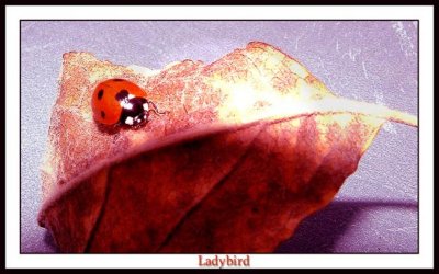 ladybird.jpg