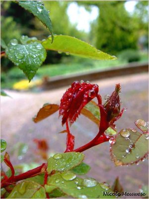 new born rose in the rain.jpg