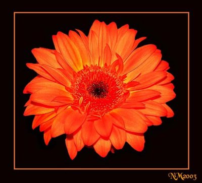 orange flower.jpg