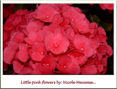 pink flowers.jpg