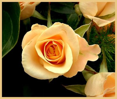 rose from funeralbouquet.jpg