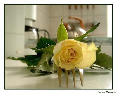 rose in my kitchen.jpg