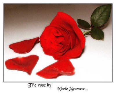 the rose.jpg