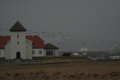 Margsir  flugi vi Bessastai