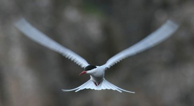 IMG_1222.JPG
