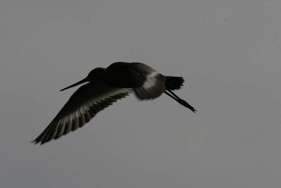 IMG_1522.JPG