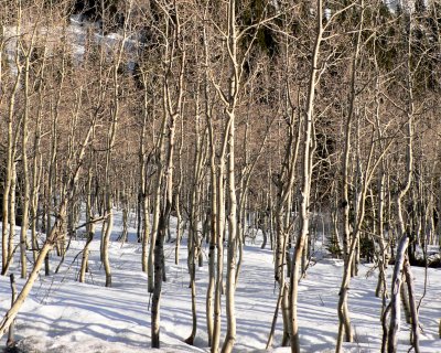 birches.JPG