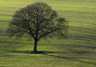 Calverton Hill Trees E1 100 crop.jpg