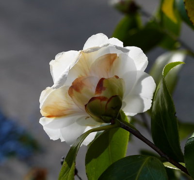 Camelia rear white 1.jpg