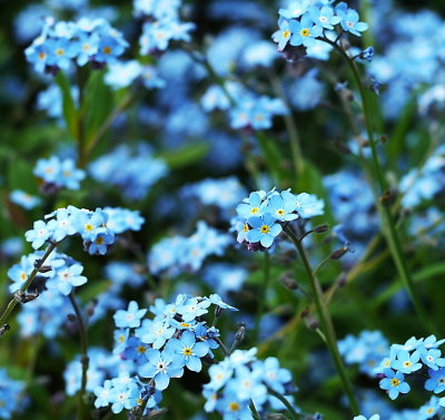 Blue flowers small 1.jpg